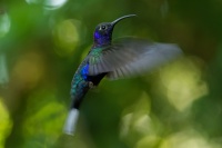 Kolibrik fialkovy - Campylopterus hemileucurus - Violet Sabrewing 5985